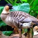 Sample 5 – Hawaiian goose