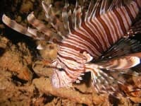 Sample 5 – Lionfish
