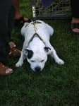 Sample 3 – American staffordshire terrier