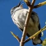 Sample 6 – Cerulean warbler
