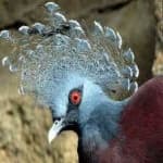 Sample 1 – Victoria crowned pigeon
