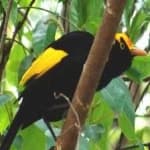 Sample 5 – Regent bowerbird