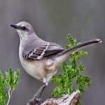 Sample 3 – Northern mockingbird
