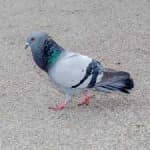 Sample 4 – Pigeon