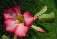 Sample 3 – Desert rose