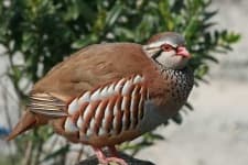 Sample 1 – Partridge