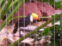 Sample of Toucan