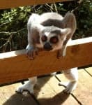 Sample 4 – Madagascar cat