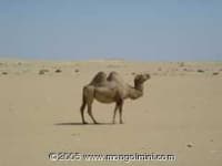 Sample 6 – Arabian camel