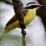 Sample 4 – Green jay