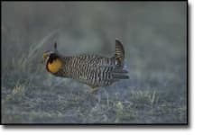 Sample 3 – Prairie chicken