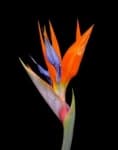 Sample 21 – Bird of paradise flower