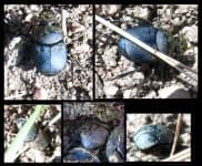 Sample 6 – Dung beetle