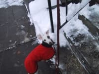 Sample 1 – Italian greyhound