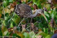 Sample 2 – Limpkin