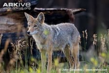 Sample 2 – Coyote