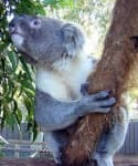 Sample 4 – Koala