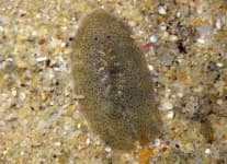 Sample 5 – Flatworm