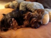 Sample 3 – Silky terrier