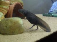 Sample of Axolotl