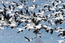 Sample 6 – Animal migration