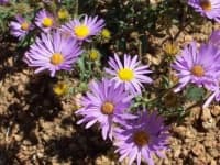 Sample 1 – Grassland