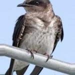 Sample 5 – Purple martin