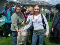 Sample 5 – Irish wolfhound