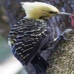 Sample 2 – Blonde crested woodpecker