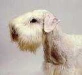 Sample 4 – Sealyham terrier