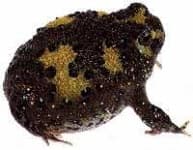 Sample 3 – Tailed frog