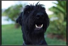 Sample 4 – Bouvier des flandres