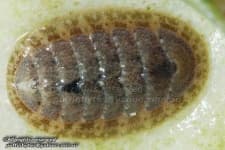 Sample 2 – Chiton