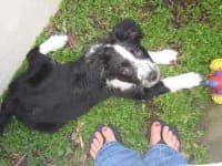 Sample 1 – English springer