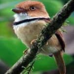 Sample 3 – Barred puffbird