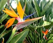 Sample 5 – Bird of paradise flower