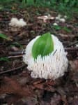 Sample 1 – Coral fungus