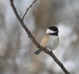 Sample 4 – Chickadee