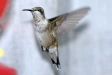 Sample 6 – Hummingbird