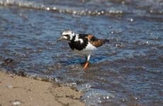 Sample 6 – Ruddy turnstone