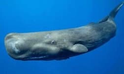 Sample 5 – Whale