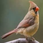 Sample 6 – Northern cardinal