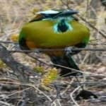 Sample 5 – Turquoise motmot