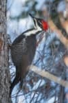 Sample 2 – Woodpecker