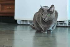 Sample 1 – Russian blue
