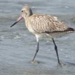 Sample 3 – Bar tailed godwit