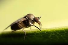 Sample 4 – Fly
