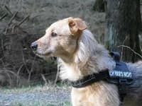 Sample 2 – Border terrier