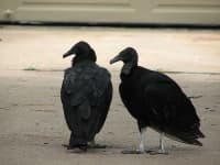 Sample 1 – Vulture