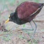 Sample 3 – Northern jacana